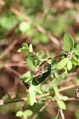 Cetonia aurata