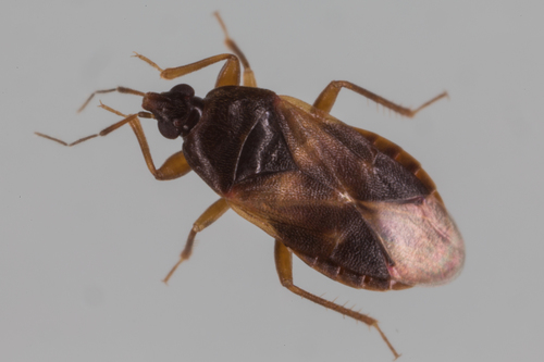 Representative image of Lyctocoris campestris