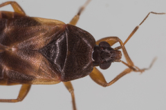 Lyctocoris campestris