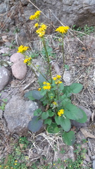 Packera quebradensis