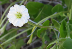 Acleisanthes