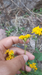 Packera quebradensis