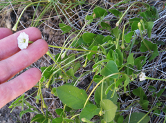 Acleisanthes