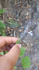 Salvia roscida