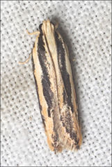 Ardozyga chionoprora