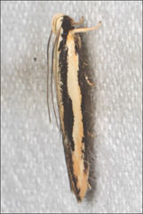 Ardozyga chionoprora