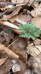 Dicentra canadensis