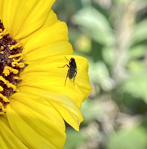iNaturalist observation photo of Flies