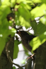 Turdus merula
