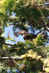 Turdus merula