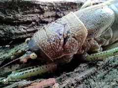 Nesoecia nigrispina