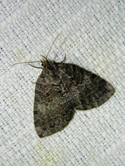 Hydriomena furcata