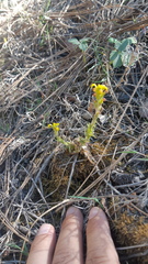 Castilleja racemosa