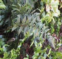 Polystichum neozelandicum