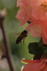 Apis mellifera