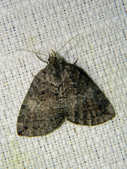 Hydriomena furcata