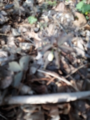 Anemonoides quinquefolia