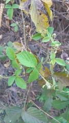 Rubus pringlei