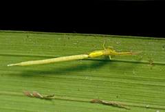 Miagrammopes flavus