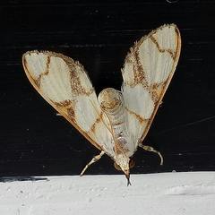 Cirrhochrista bracteolalis