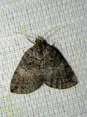 Hydriomena furcata