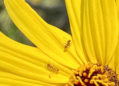 iNaturalist observation photo of Argentine Ant