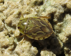 Ambrysus