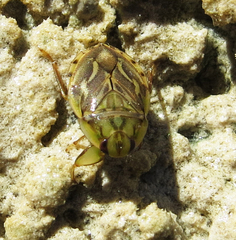 Ambrysus