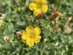 Oxalis californica