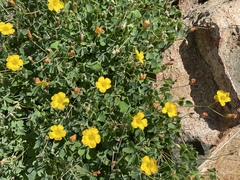 Oxalis californica