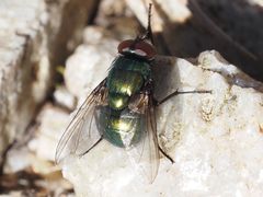 Neomyia viridescens