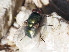 Neomyia viridescens