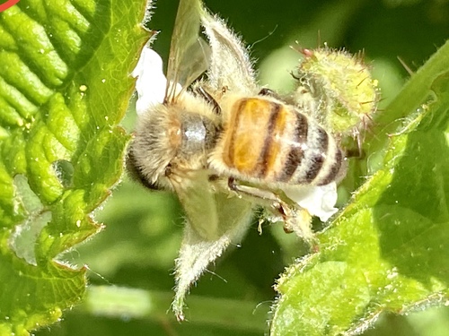 iNaturalist observation photo of Western Honey Bee