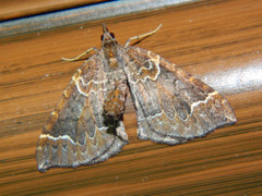 Eulithis flavibrunneata