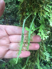 Notogrammitis angustifolia nothofageti