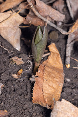Trillium recurvatum