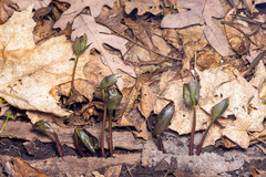 Trillium recurvatum