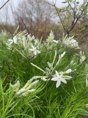Amsonia longiflora