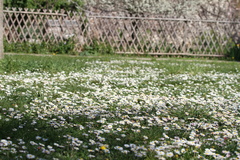 Bellis perennis