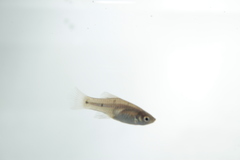 Phallichthys quadripunctatus