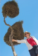 Pittosporum obcordatum