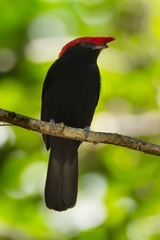 Antilophia galeata