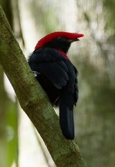 Antilophia galeata