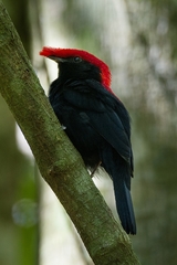 Antilophia galeata