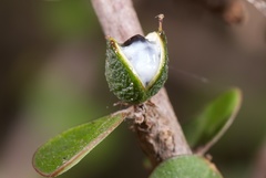 Pittosporum obcordatum