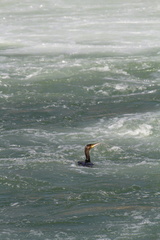 Phalacrocorax carbo