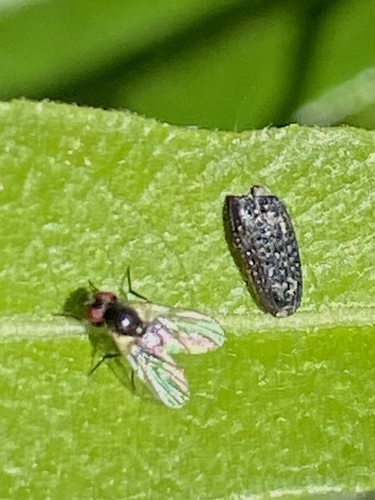 iNaturalist observation photo of Flies