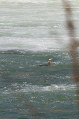 Phalacrocorax carbo