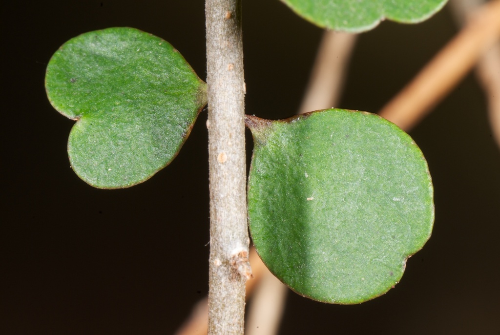 Heart-leaved Kohuhu