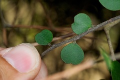 Pittosporum obcordatum